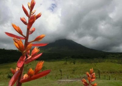 A group of colorful flowers in a field