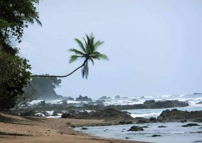 A group of palm trees on a beach near a body of water