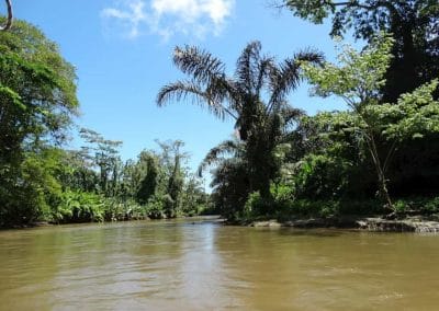 A body of water surrounded by trees