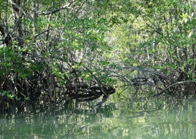 A tree next to a body of water
