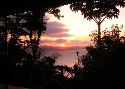 A tree with a sunset in the background