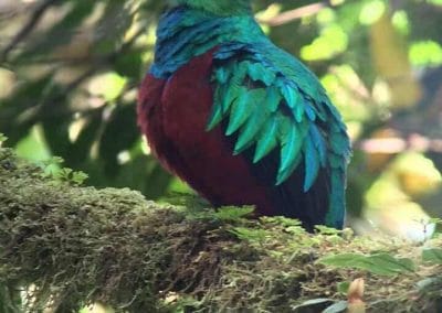 A colorful bird perched on a tree branch