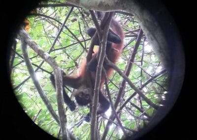 A close up of a monkey