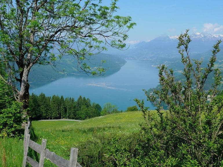 A tree in the middle of a lush green hillside