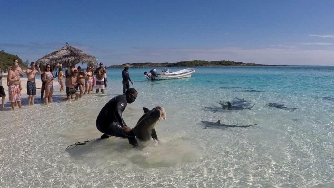 A group of people on a beach with a shark