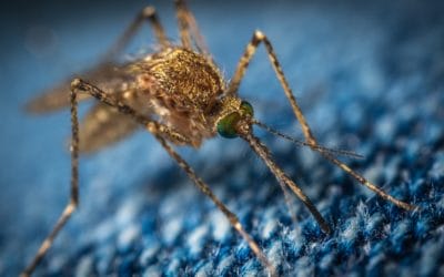 Die 10 besten Tipps gegen Insektenstiche (2019) Mosquito