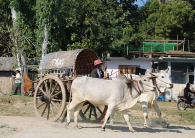 Zwei Ochsen, Mensch und Holzkutsche