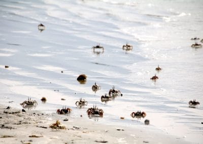 A flock of seagulls are swimming in the water