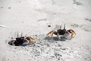 A crab sitting on top of a sandy beach