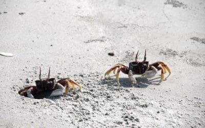 A crab sitting on top of a sandy beach