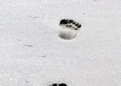 A flock of seagulls are standing in the sand