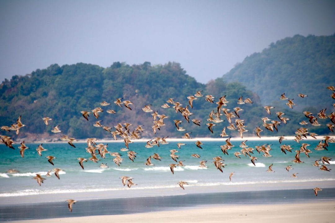 A flock of seagulls flying over a beach