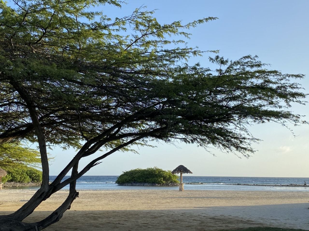 A group of palm trees on a beach