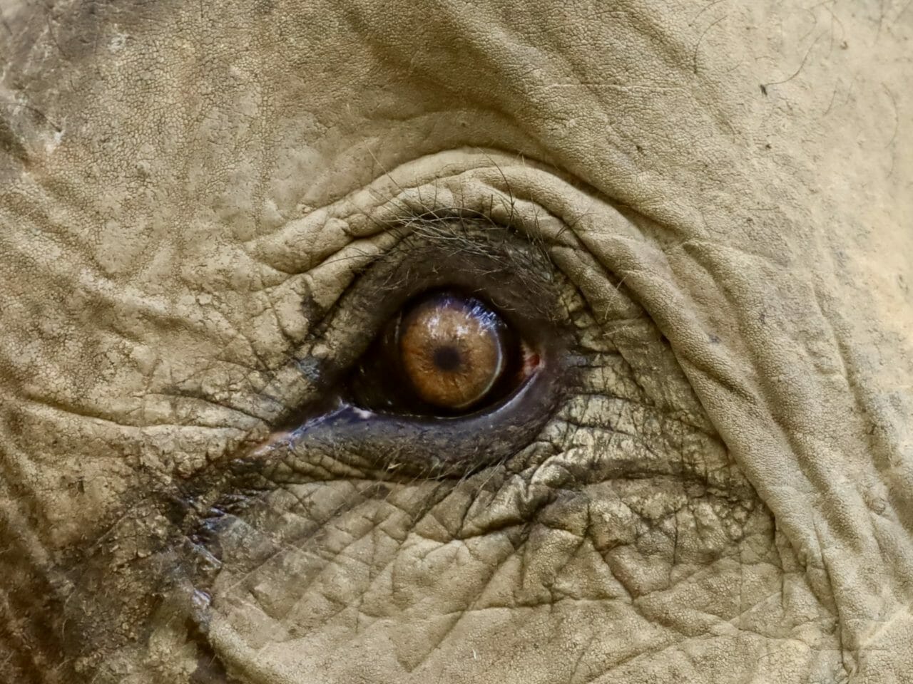 Auge eines Elefanten im Mandalao Elephant Conservation - Luang Prabang