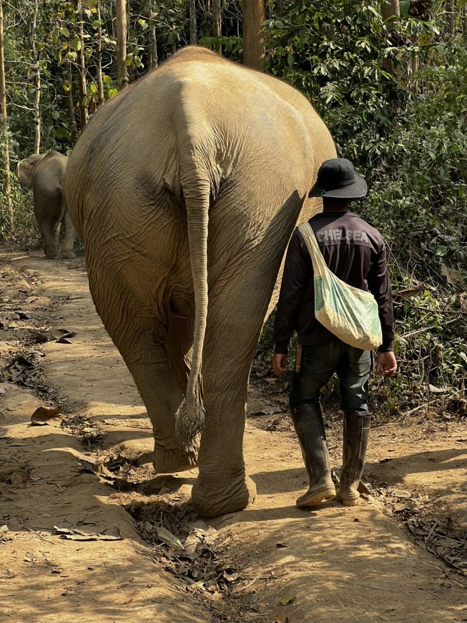 Elefant mit Pfleger im Mandalao Elephant Conservation - Laos