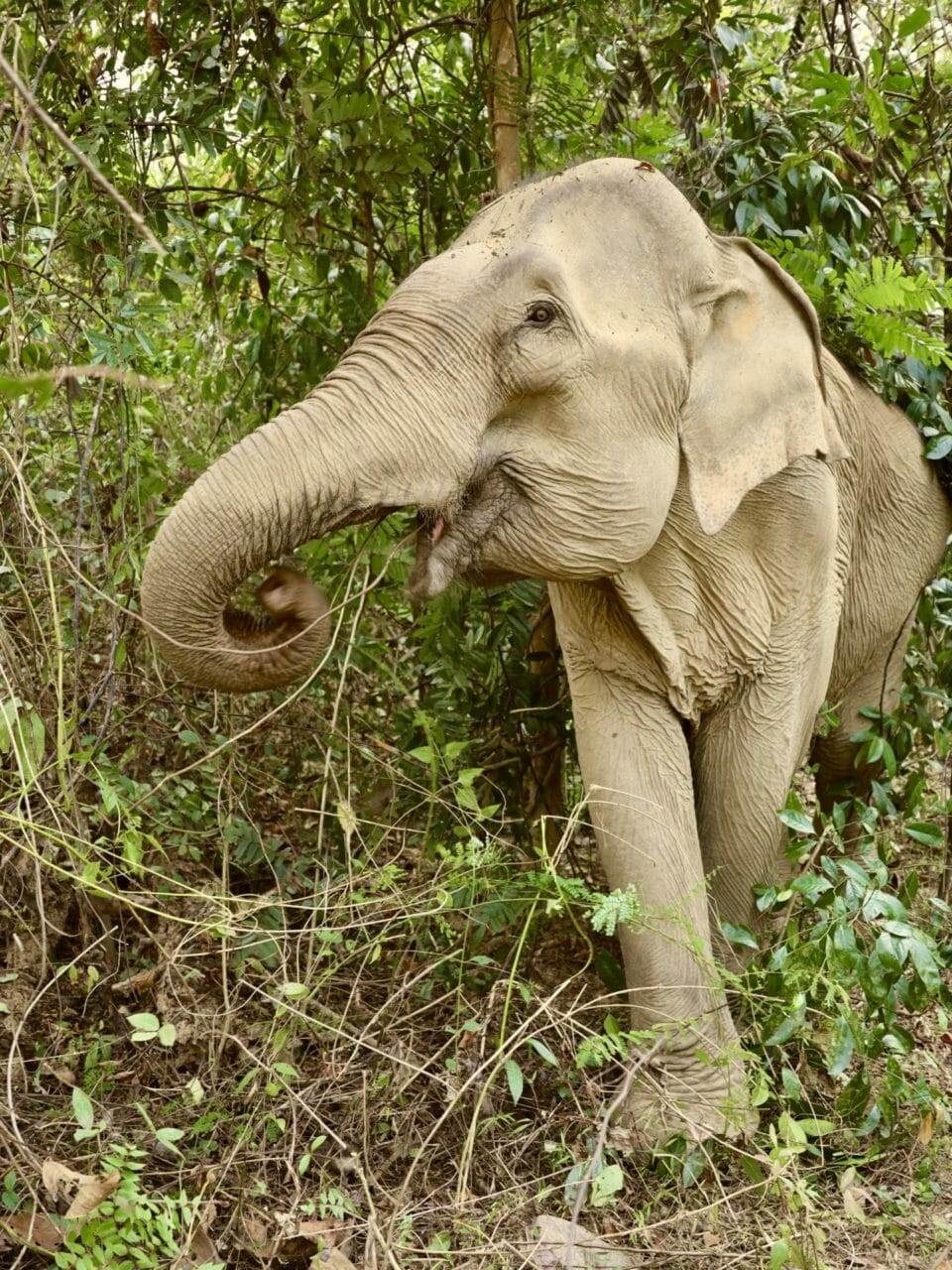 Elefant im Mandalao Elephant Conservation - Laos - Luang Prabang