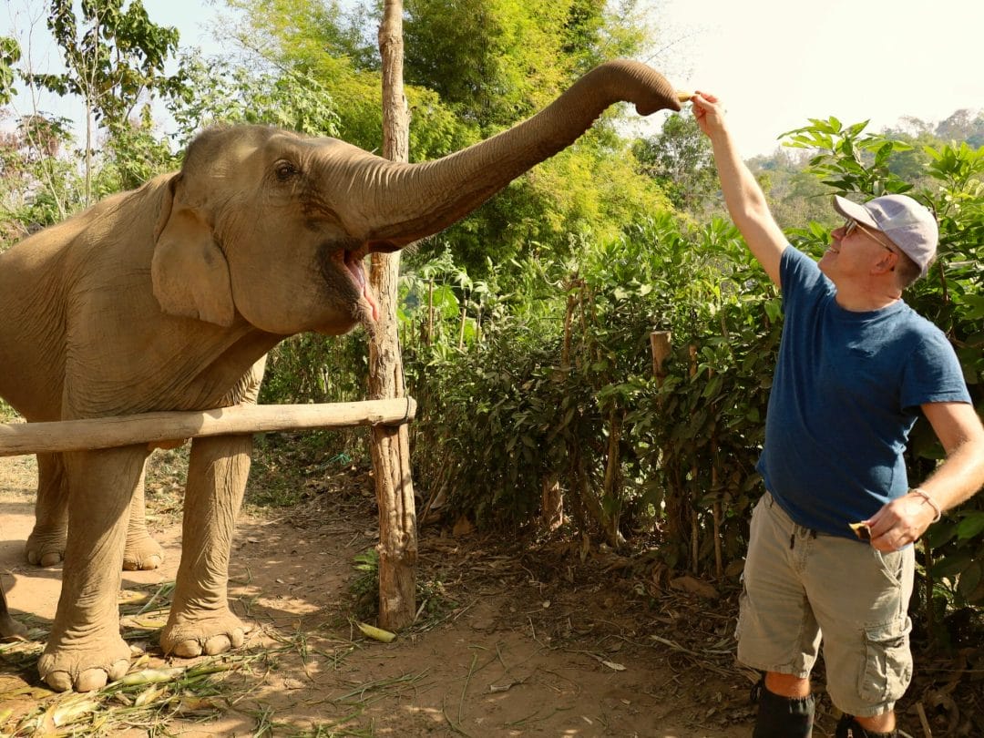 Elefanten füttern im Mandalao Elephant Conservation - Laos Elefanten füttern im Mandalao Elephant Conservation - Laos