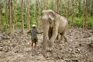 Elefant mit Pfleger im Dschungel