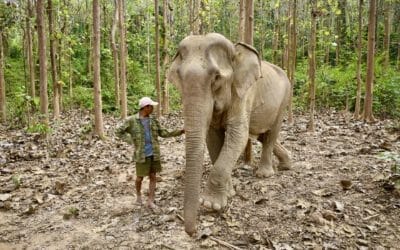 Elefanten füttern in Laos (Besuch des Mandalao Elephant Conservation)