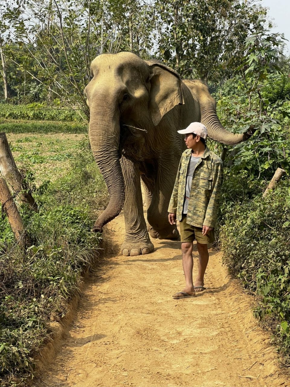 Elefant mit Pfleger im Mandalao Elephant Conservation - Luang Prabang
