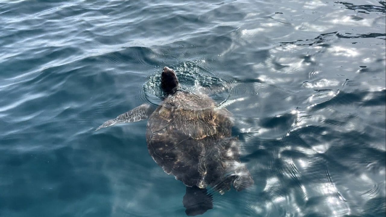 Schildkröte im Wasser