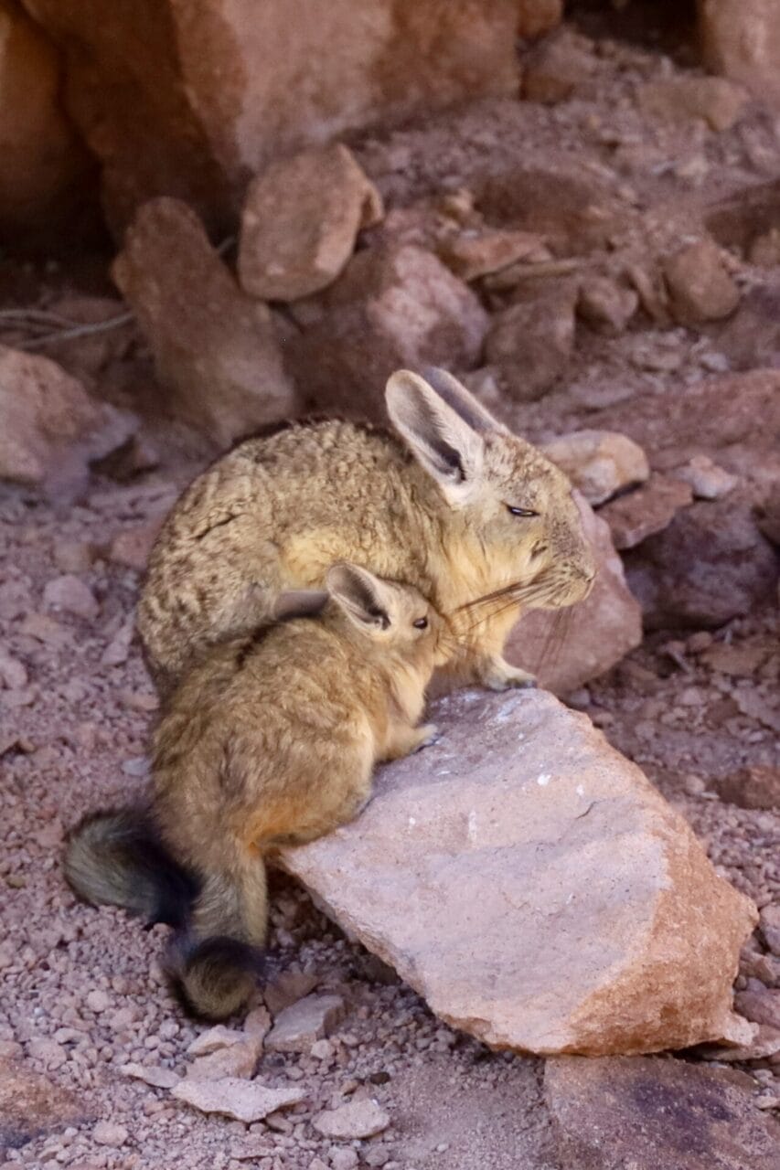 Ein kleines Nagetier mit großen Ohren sitzt auf einem Felsen neben einem größeren Nagetier mit ähnlichem Aussehen, umgeben von rötlich-braunen Felsen.