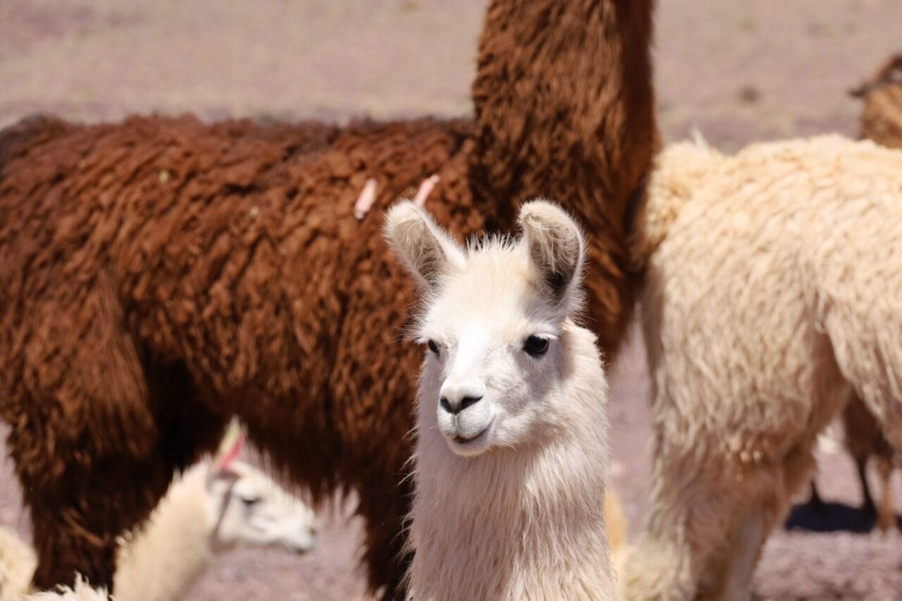 Zwei Viscachas, ein Erwachsener und ein Jungtier, sitzen auf felsigem Boden zwischen Steinen. Der kleinere lehnt sich an den größeren, beide haben bräunliches Fell und lange Schwänze.
