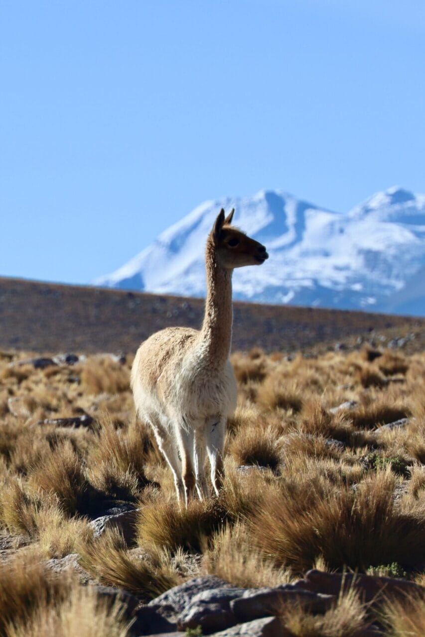 Ein Vikunja steht auf einer grasbewachsenen Wiese mit schneebedeckten Bergen und einem klaren blauen Himmel im Hintergrund.